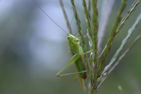 Grasshopper
