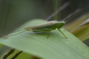 Grasshopper