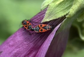 The firebug, Pyrrhocoris apterus