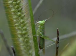 Grasshopper