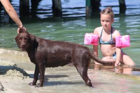 The dog is playing with the children