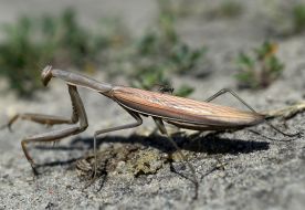Mantis