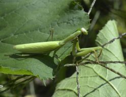 Mantis