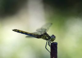 Dragonflie