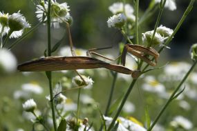 Mantis