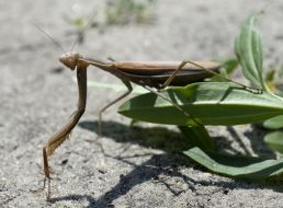 Mantis