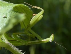 Mantis