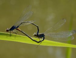 Dragonflies
