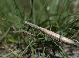 Mantis