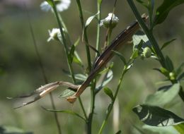 Mantis