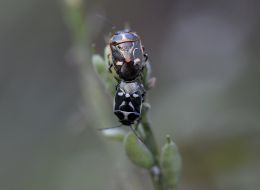 Mantis