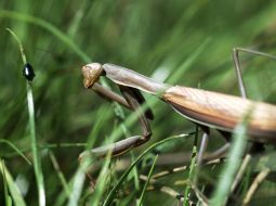 Mantis
