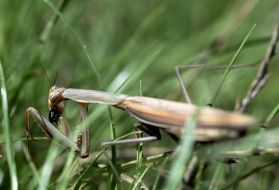 Mantis