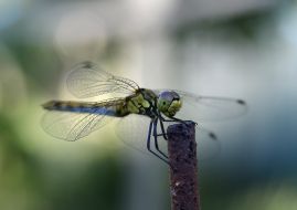 Dragonflie