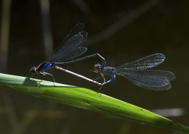 Dragonflies