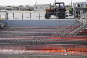 Фермерське господарство "Органік Сістемс"