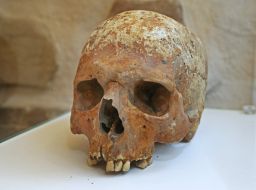 Skull of Prince Izyaslav Ingvarevich