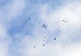 Skydiver