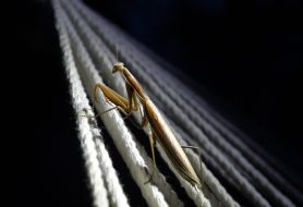 Mantis