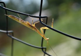 Mantis