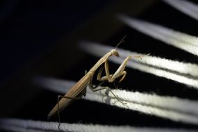 Mantis