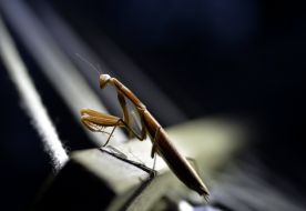 Mantis
