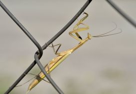 Mantis