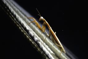 Mantis