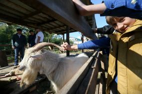 Жертовна коза