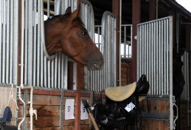 Horse in the stable