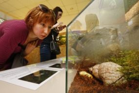 Виставка гігантських африканських сухопутних равликів