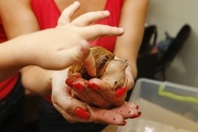 Виставка гігантських африканських сухопутних равликів