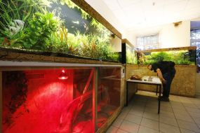 Акваріуми з рибками