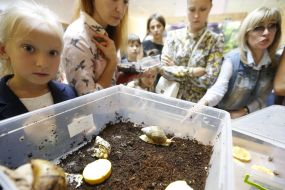 Виставка гігантських африканських сухопутних равликів