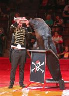 Patagonian Sea Lions Room