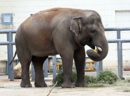 The elephant Horace eats a pumpkin