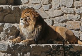 The Lion