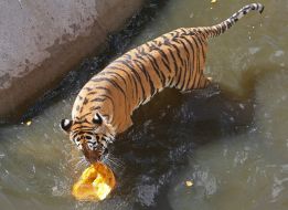 Tiger with Pumpkin