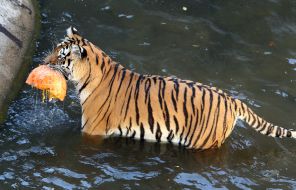 Tiger with Pumpkin
