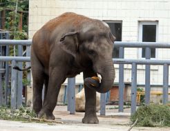 The elephant Horace eats a pumpkin