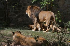 The Lion with the Lionesses