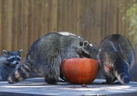 Raccoons