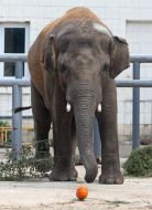 The elephant Horace