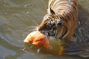 Tiger with Pumpkin