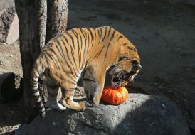 Tiger with Pumpkin