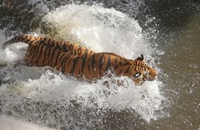 Tiger jumps into the water