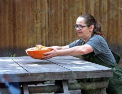 A zoo employee holds a pumpkin