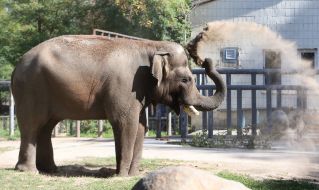 The elephant Horace