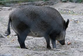 A wild boar