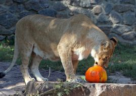 Lioness with pumpkin